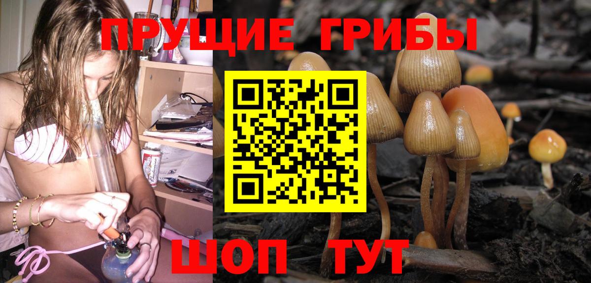 Псилоцибиновые грибы Psilocybe Черкесск
